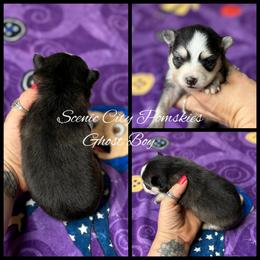 The Ghost Boy - Black and white male Pomsky puppy in Rossville, Georgia from Scenic City Pomskies
