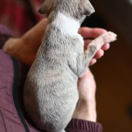 Atlas - Blue brindle male Whippet puppy in Gentry, Arkansas from Mardel Robeson of Mulberry Hollow Whippets