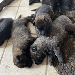 Dutch Shepherd Puppies from Dutch Den
