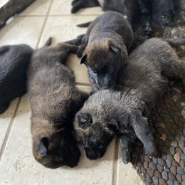 Dutch Shepherd Puppies from Dutch Den