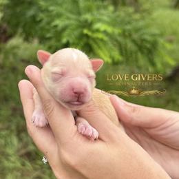 AKC Wheaten Girl 3 - Wheaten female Miniature Schnauzer puppy in Lake Placid, Florida from Love Giver Schnauzers