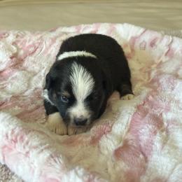 Lou - Black tri female Miniature Australian Shepherd puppy in Norco, California from River Springs Aussies