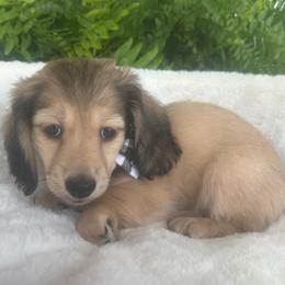 Sammy - Cream male Dachshund puppy in Saint Peter, Illinois from Ashton’s Doxies of Southern IL