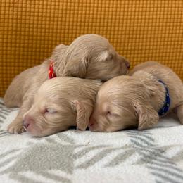 Boy 3 - Cream male Dachshund puppy in Marshfield, Missouri from Hilltop Kennel LLC