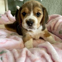 Beagle Puppies from Fuller Beagles
