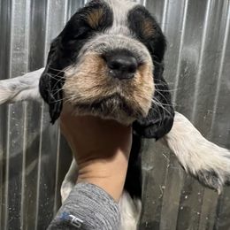 Blue collar tri black Roan - Black white and tan male English Springer Spaniel puppy in Jamestown, Kentucky from Waterworks Springers