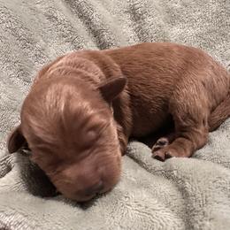 Bella - Red  female Goldendoodle puppy in Graham, North Carolina from Geise Meadow Doodles