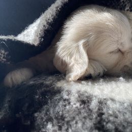 Golden Retriever Puppies from Abbie Stecker