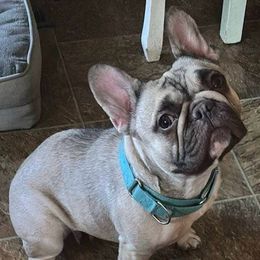 Mama - French Bulldog