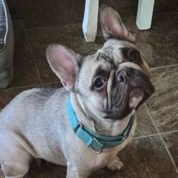 Mama - French Bulldog