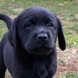 Labrador Retrievers from TMK Labradors