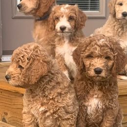 Goldendoodles from Nanas-Doodles