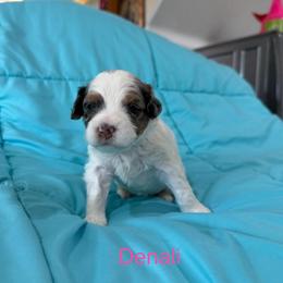 Denali - Merle female Bernedoodle puppy in Horseshoe Bend, Idaho from Over the Moon Poodles and Doodles