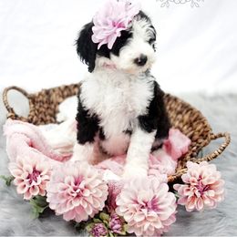 Sheepadoodle Puppies from The Farms Precious Doodles