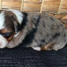 Audrey Hepburn - Blue merle female Miniature Australian Shepherd puppy in Paris, Texas from Blue Envy Mini Aussies