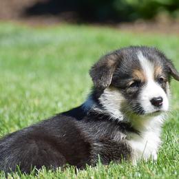 Flower - Black and tan female Pembroke Welsh Corgi puppy in Morgantown, Pennsylvania from GoldStar Corgis (License Number 18519)