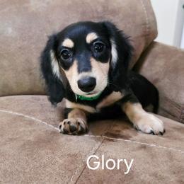 Glory - Black and cream female Dachshund puppy in Bedias, Texas from Faith & Grace Doxies