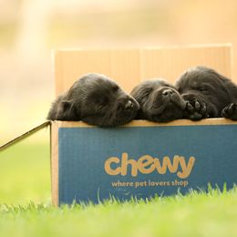 Labrador Retriever Puppies from Niall’s Labrador Retrievers