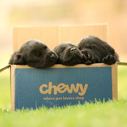 Labrador Retriever Puppies from Niall’s Labrador Retrievers