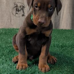 Male 3 - Green Collar - Red and rust male Doberman Pinscher puppy in Spencer, Indiana from Jackson's Dobermans
