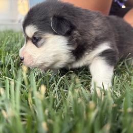 Oreo - Black and white male Pomsky puppy in Grandview, Washington from Alyssa’s Pomskies