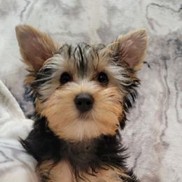Red collar boy - Black and tan male Yorkshire Terrier puppy in Jacksonville, Florida from Yorkieology