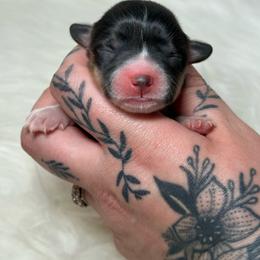 Hyacinth - Black and white female American Corgi puppy in Greenwood, Indiana from Witch Creek Corgis