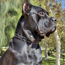 Carmelo - Cane Corso