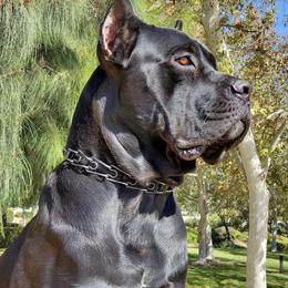 Carmelo - Cane Corso