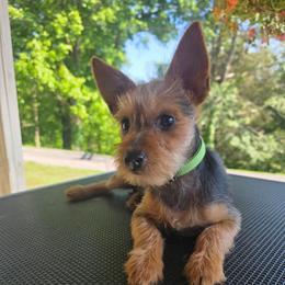 CASANOVA (GREEN) - Black and tan male Yorkshire Terrier puppy in Fayetteville, Tennessee from Mina's Yorkies