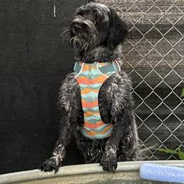 Poppy - Portuguese Water Dog