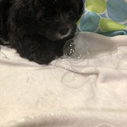 Havanese Puppies from Furever Fluffball Friends