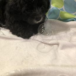 Havanese Puppies from Furever Fluffball Friends