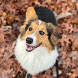 American Corgis and Pembroke Welsh Corgis from Barker's Corgis