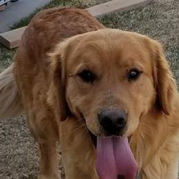 Golden Retrievers from Allison Wilding
