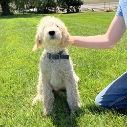 Lolli - Cream female Pyredoodle puppy in Prescott, Washington from Washington Bernedoodles & Pyredoodles