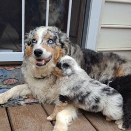 Toy Australian Shepherd Puppies from Honeybee Haven's Toy Aussies
