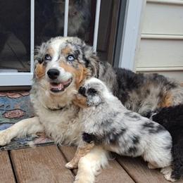 Toy Australian Shepherd Puppies from Honeybee Haven's Toy Aussies