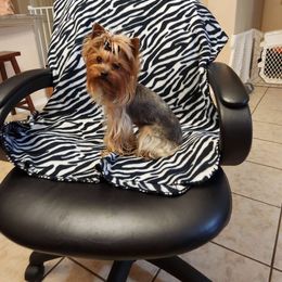 Lily - Yorkshire Terrier