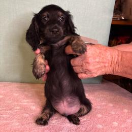 Gray boy - Brindle male Dachshund puppy in Live Oak, Florida from The Weenie Herd Mom