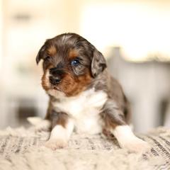 Boy 4 - male Australian Mountain Doodle puppy in Spanish Fork, Utah from Little Puppy Co.