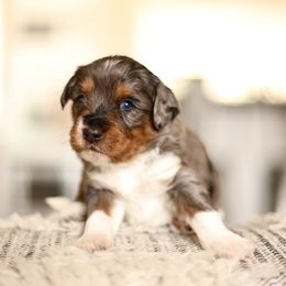 Boy 4 - male Australian Mountain Doodle puppy in Spanish Fork, Utah from Little Puppy Co.