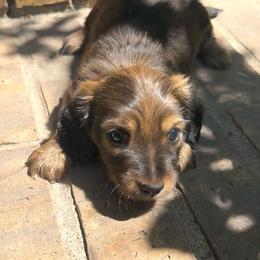 Longhair Shaded Cream - Cream male Dachshund puppy in Kempner, Texas from House of Dachshunds Texas