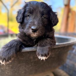 Annie Oakley (Mini Size) - Black female Bordoodle puppy in Mulino, Oregon from Korbella Farm