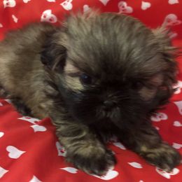 Cowboy Charlie - Brindle and white male Shih Tzu puppy in Greenville, Texas from Your Fuzzy Puppy