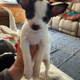 Ace - Black and white male Chihuahua puppy in Amity, Pennsylvania from Rhoda and Verna