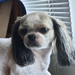 Annabelle - Shih Tzu