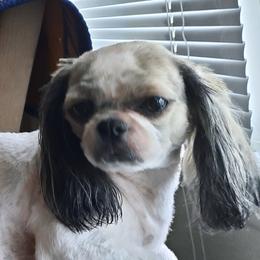 Annabelle - Shih Tzu