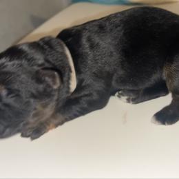 Gray collar Roscoe - Black and red male German Shepherd puppy in Winterport, Maine from Vom Stevens Old Fashioned German Shepherds