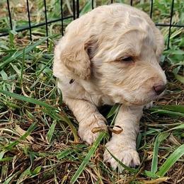Red Collar - Cream male Goldendoodle puppy in Willow Springs, Missouri from Todd Family Homestead